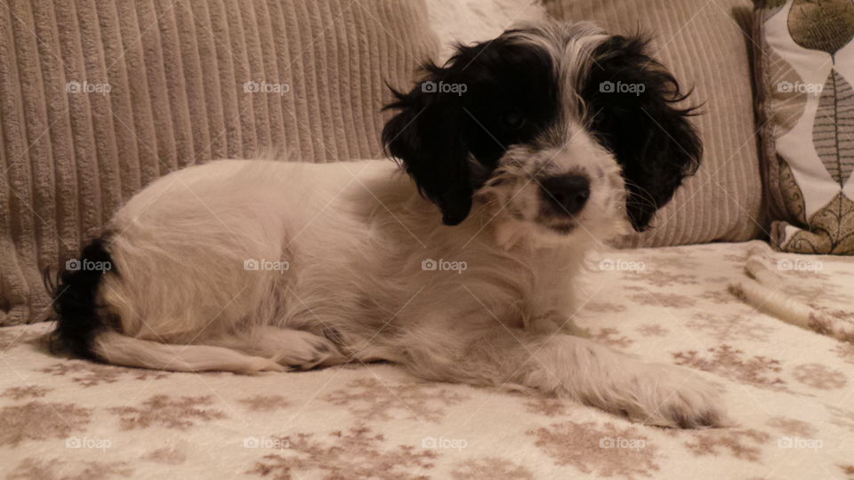 black and white puppy . Toy cockapoo. 5 weeks old