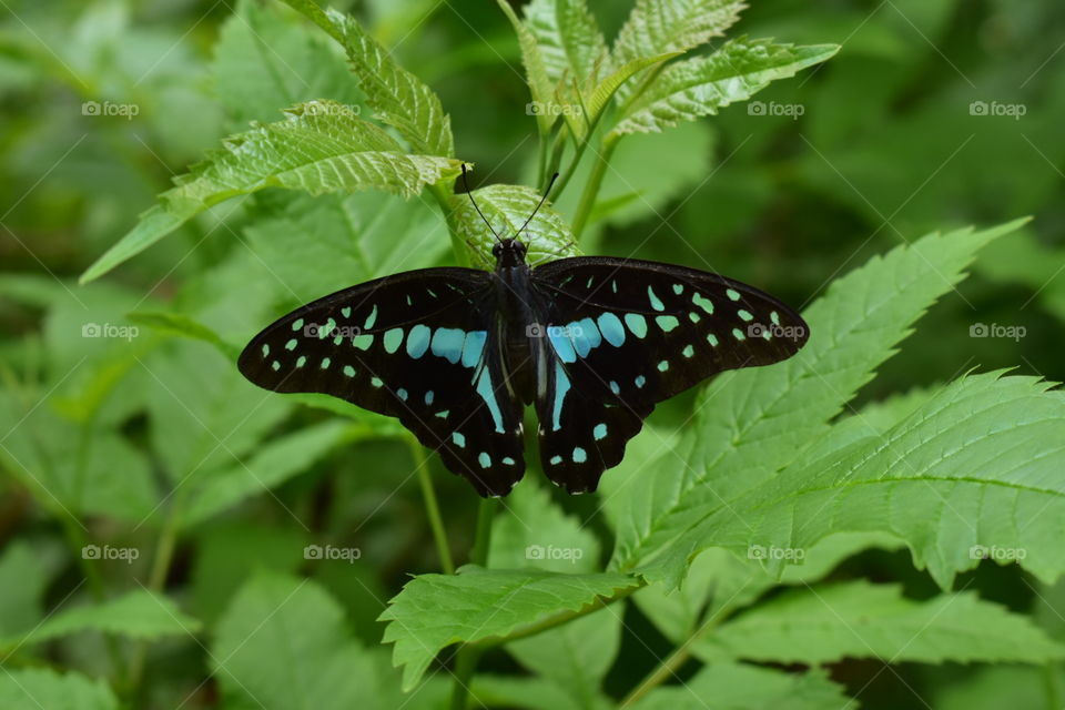 Black butterfly photo from Rock Garden Nerul India Photo taken on June 22, 2018
