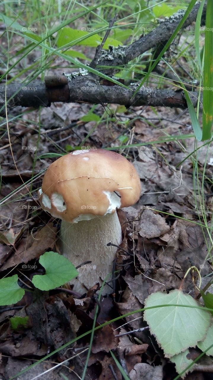 mushroom boletus in the forest