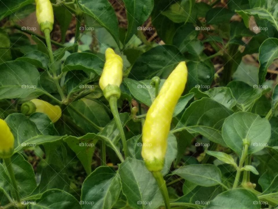 Hot Chilly Plant