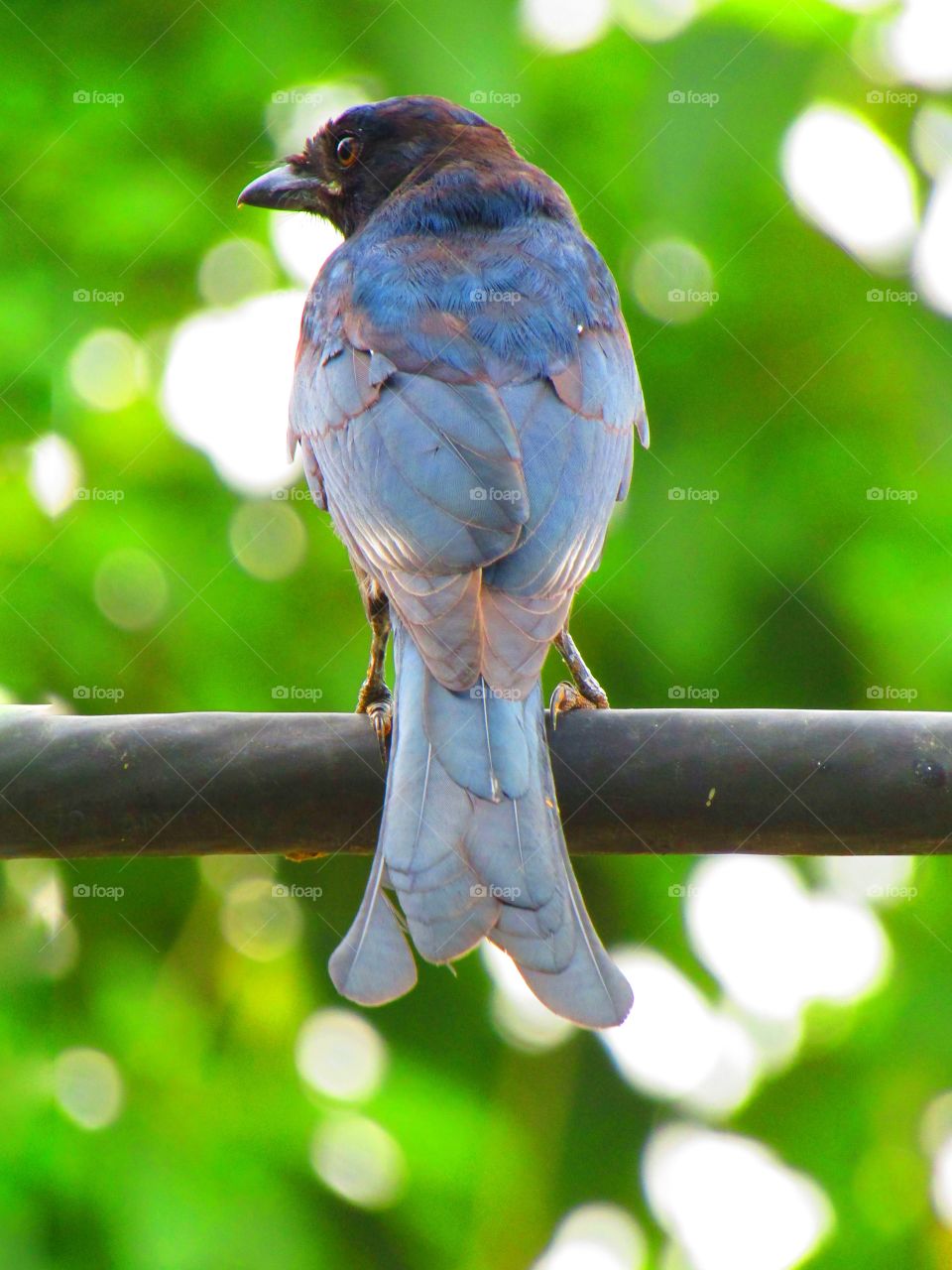 The black drongo (Dicrurus macrocercus) is a small Asian passerine bird of the drongo family Dicruridae.