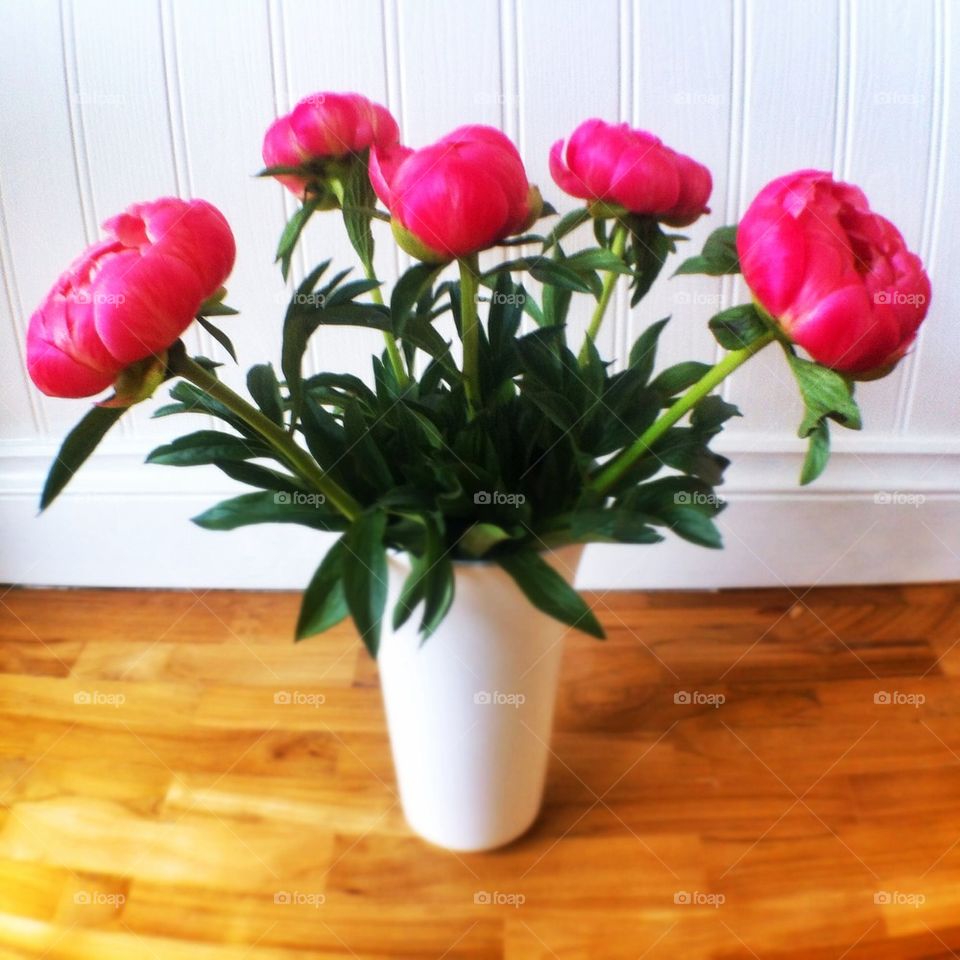 Peony flowers