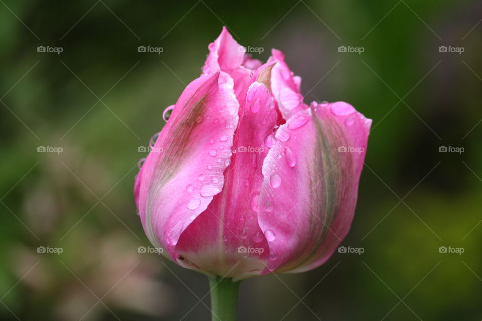 Raindrops on a beautiful pink tulip!