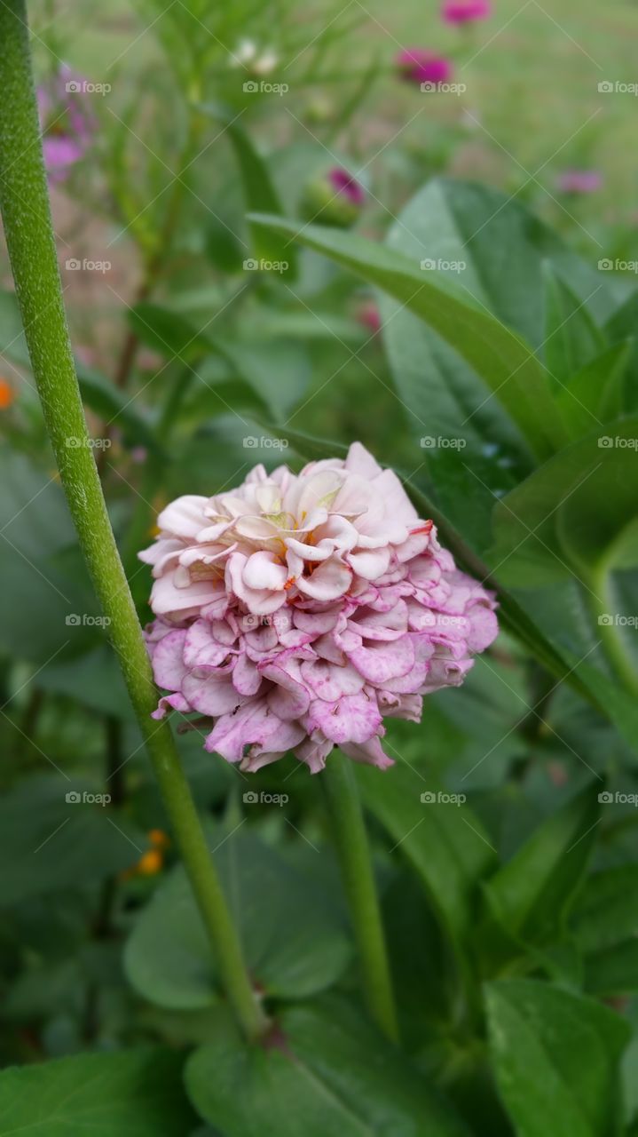 Nature, Flora, Flower, Leaf, Garden