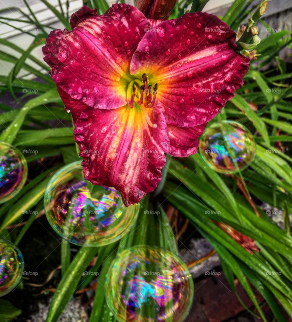 Heart-shaped flower with bubbles