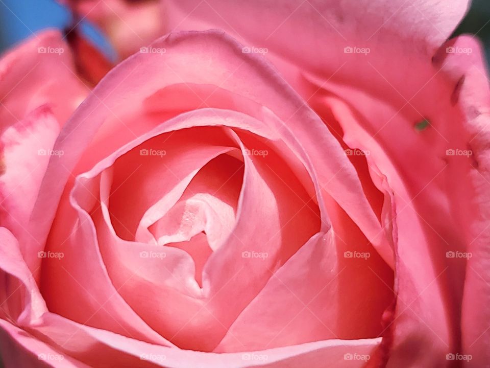 Close up of a light pink rose in a garden