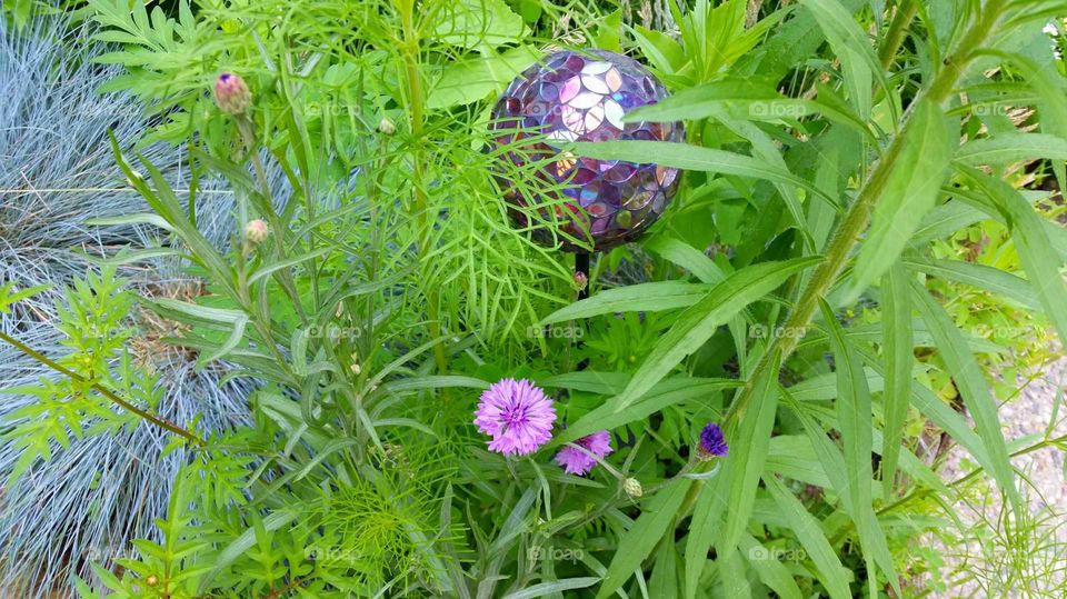 Garden, wild flowers, garden sphere