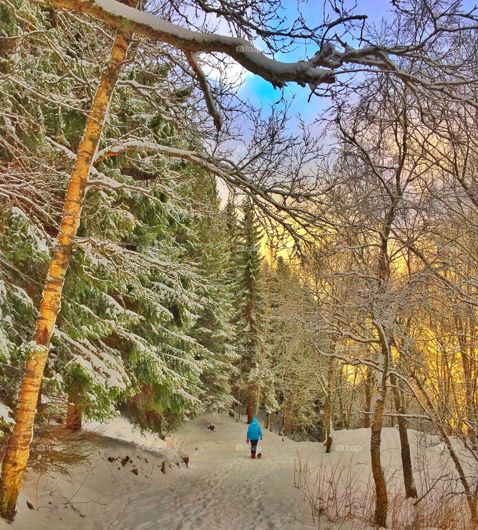 Winter forest of Narvik (Norway) 