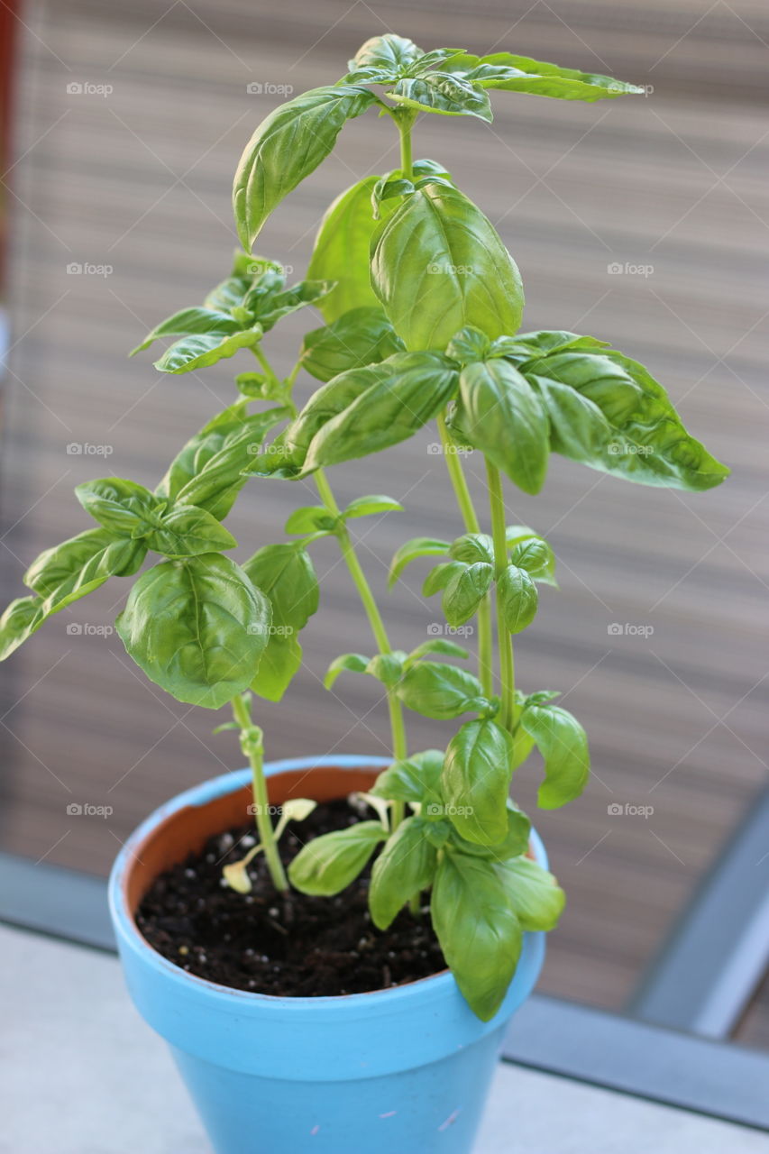 Basil