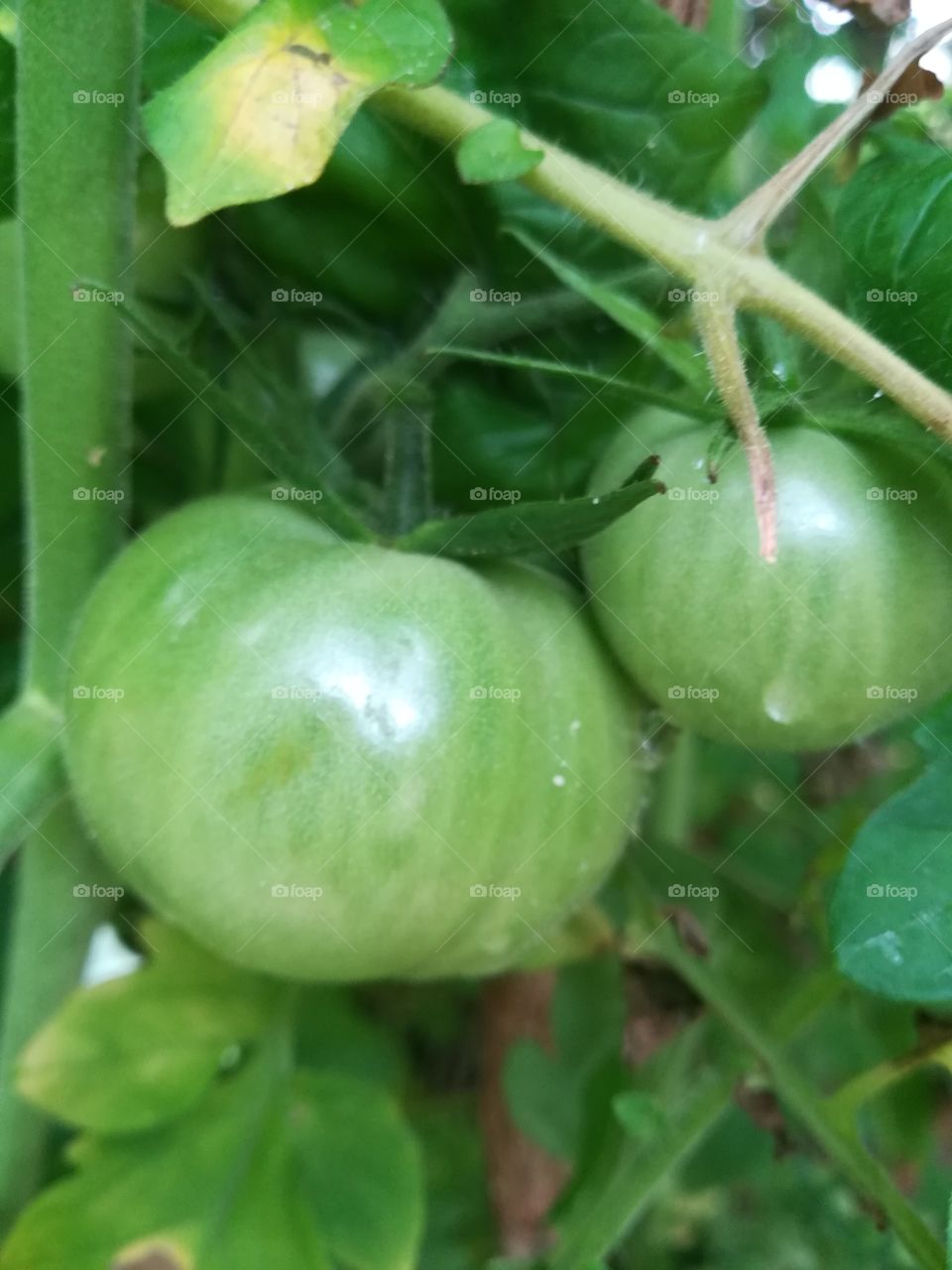 Green tomato