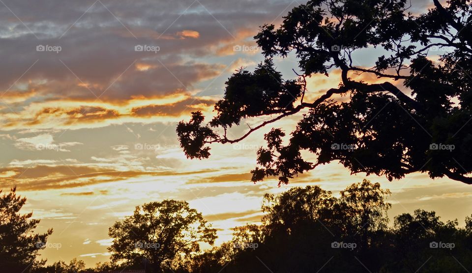 Silhouette of tree, Sweden