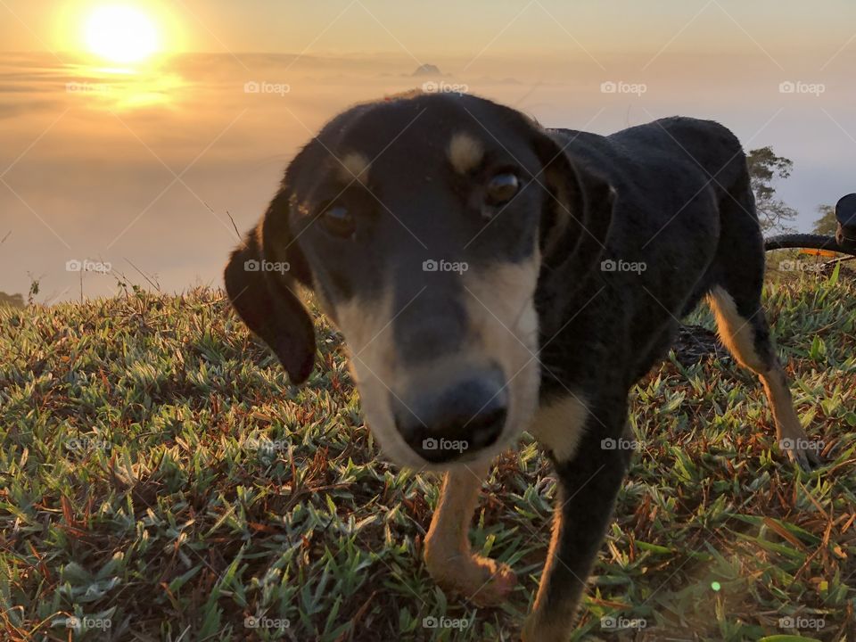 A dog looking at the camera with his beautiful face.