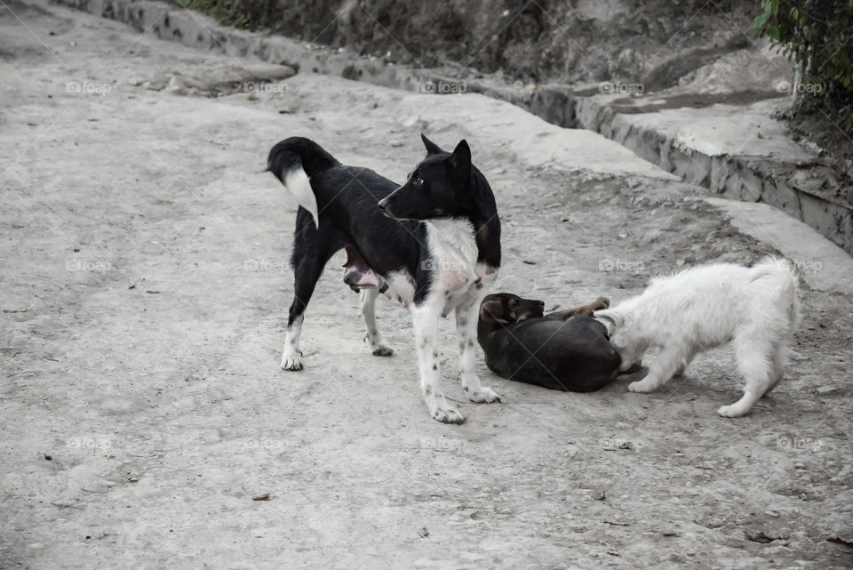 A mother dog watching over her playing puppies.