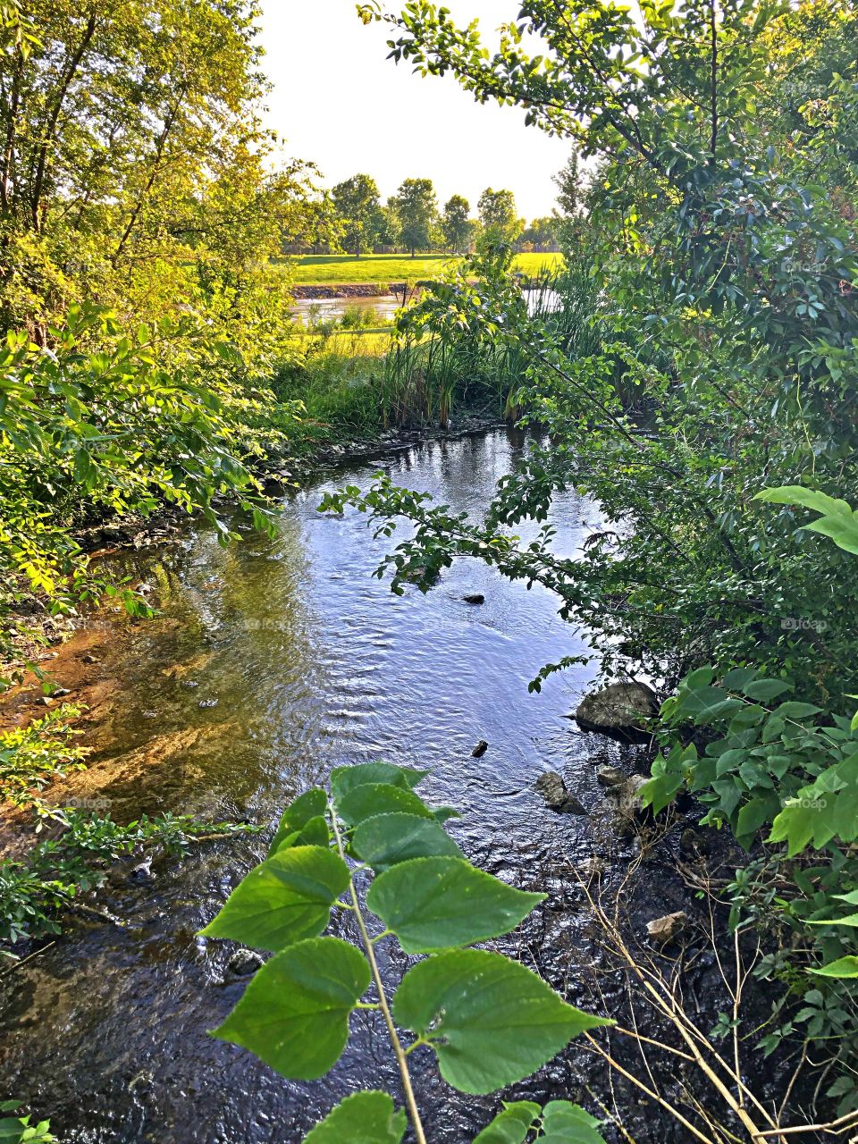 Water area in herman hill park