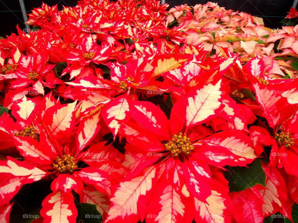 Poinsettias