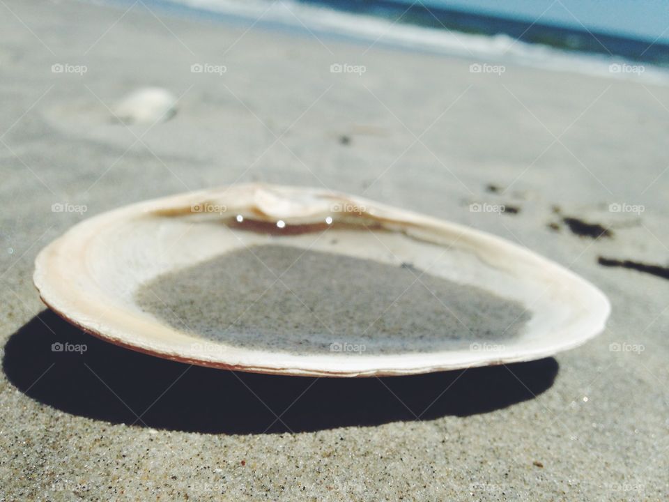 Seashell. A walk on the beach
