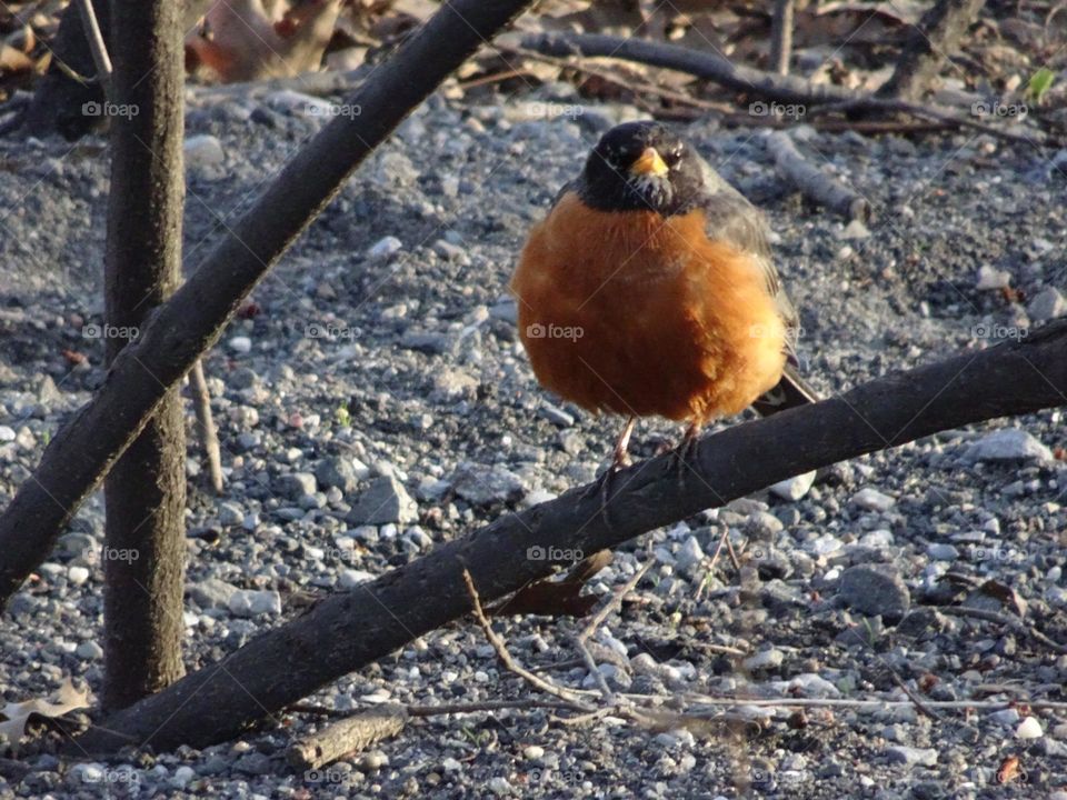 Robin on the slim tree