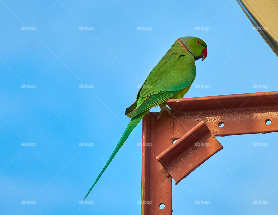 Bird photography  - parrot