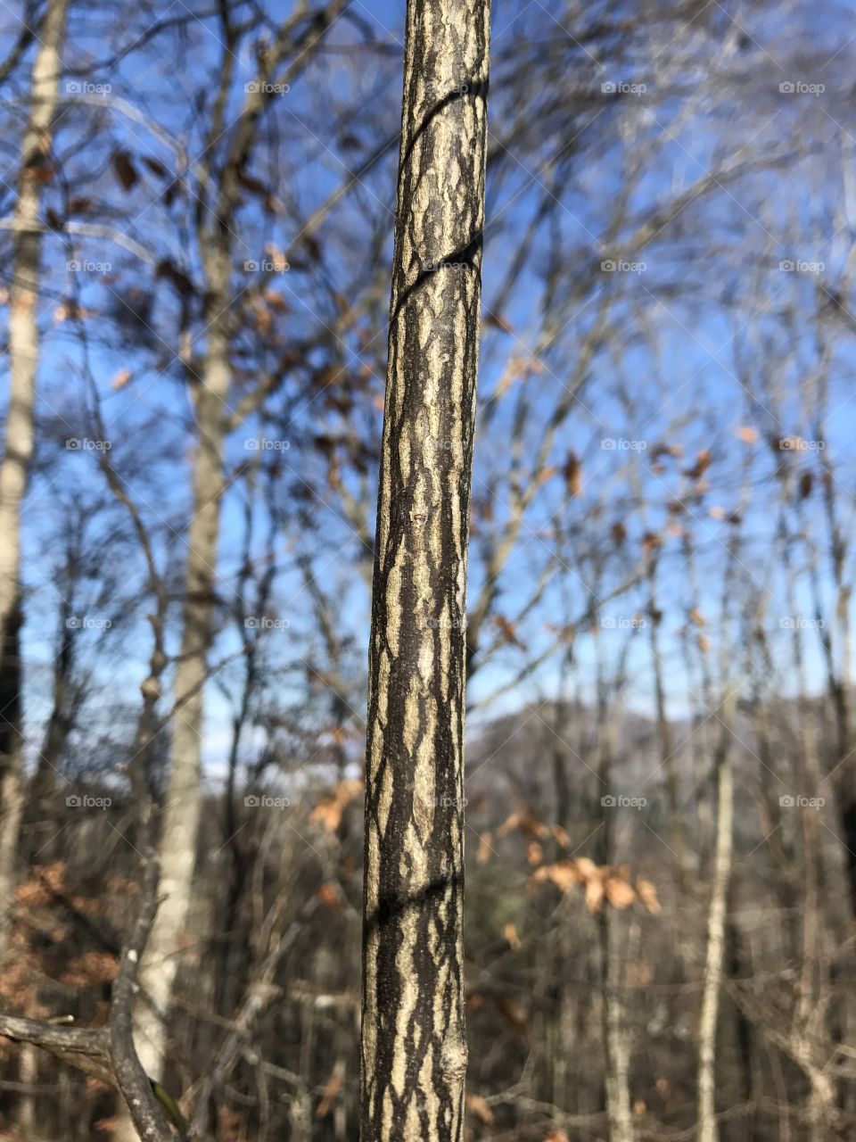North Carolina wood 