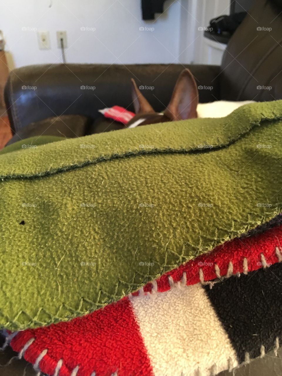Look! I see ears.who’s hiding over there? Gizmo enjoying his fresh clean blankets.