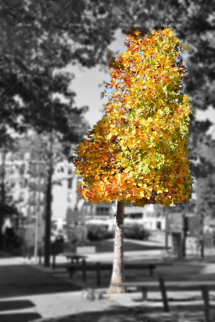 autumn in the square