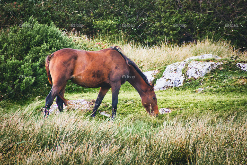 Beautiful brown horse feeding in the field