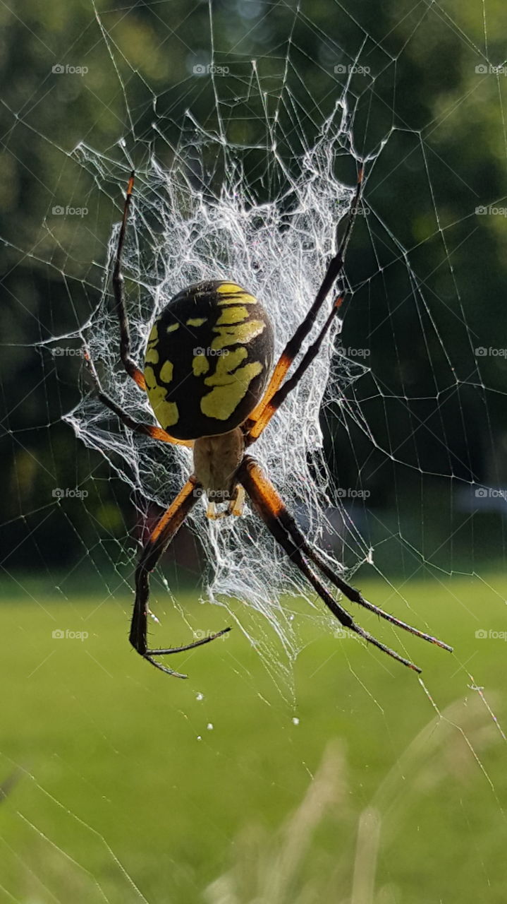 garden spiders are really cool