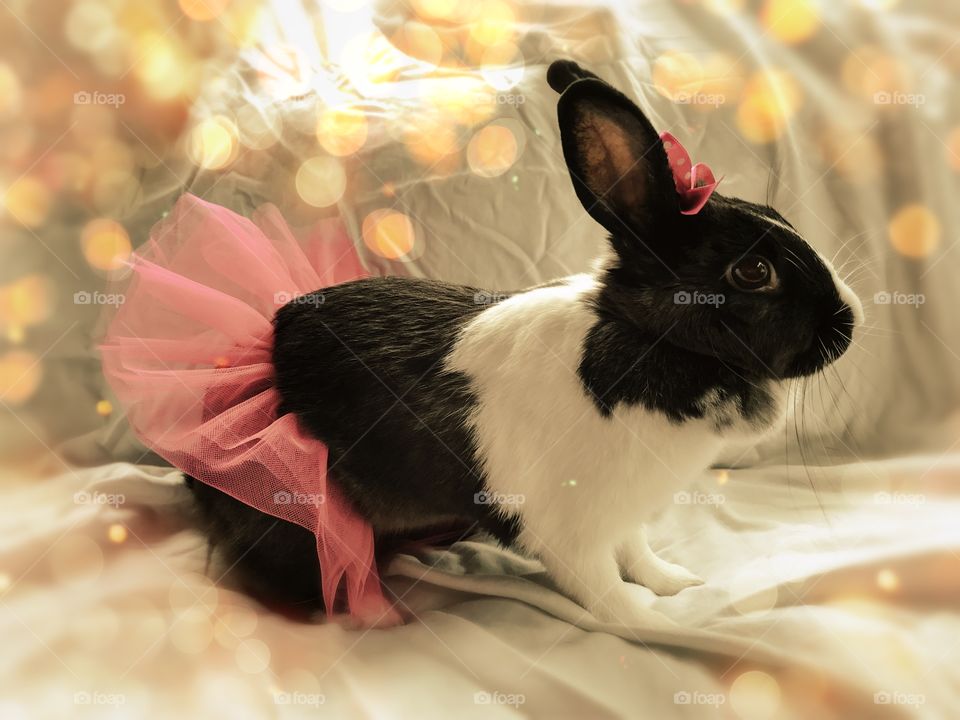 Baby bunny in ballerina tutu