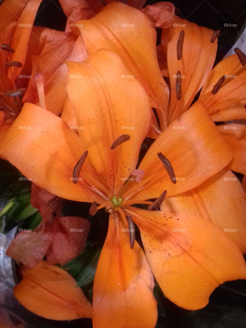 flower in orange