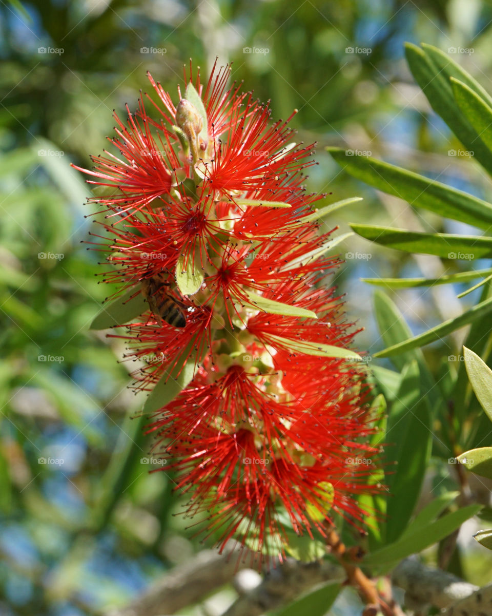 Bottlebrush flower with bee