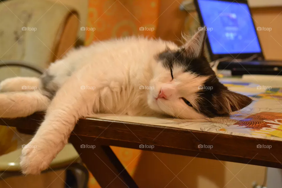 cat
