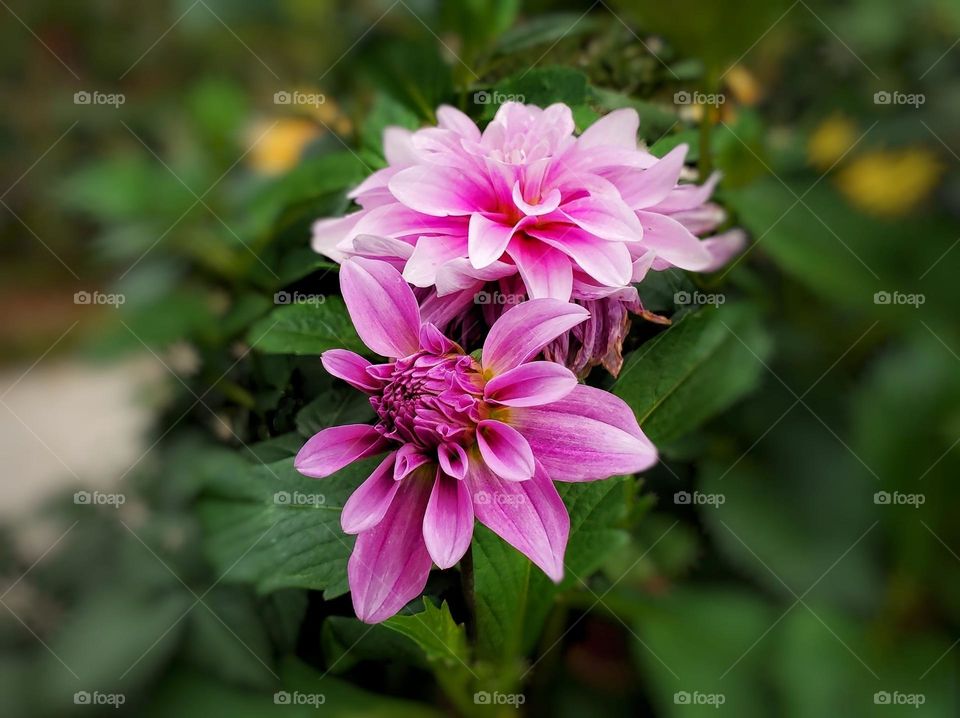 Beautiful flowers in bloom