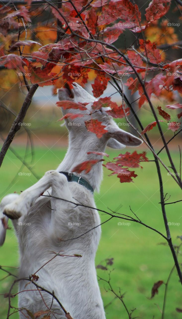 A goat balances on his hind legs to reach the fall leaves left at the treetops.