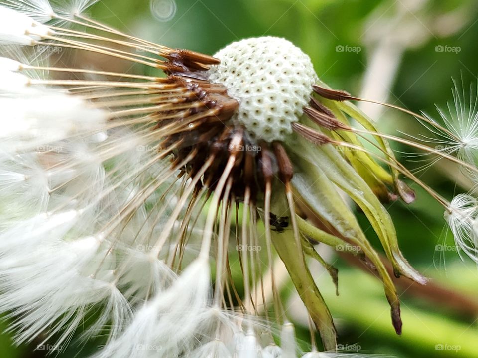 Close up of dandelion seeds with morning dew