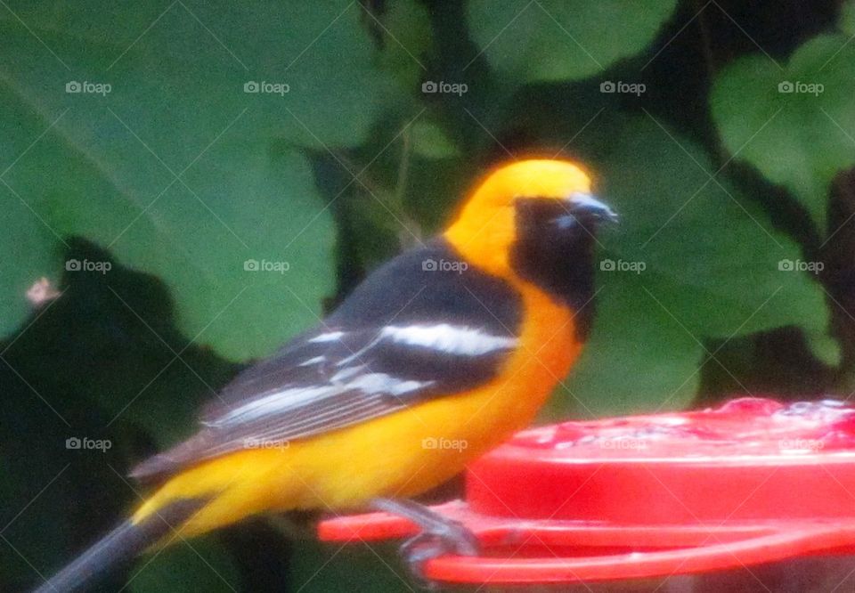 Oriole