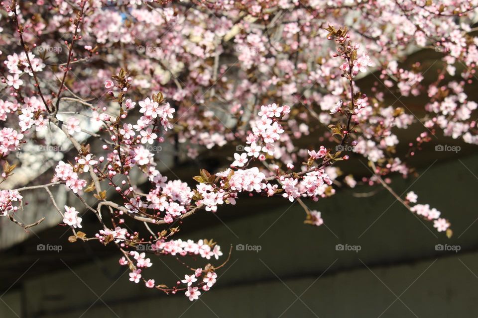 pink spring flowers