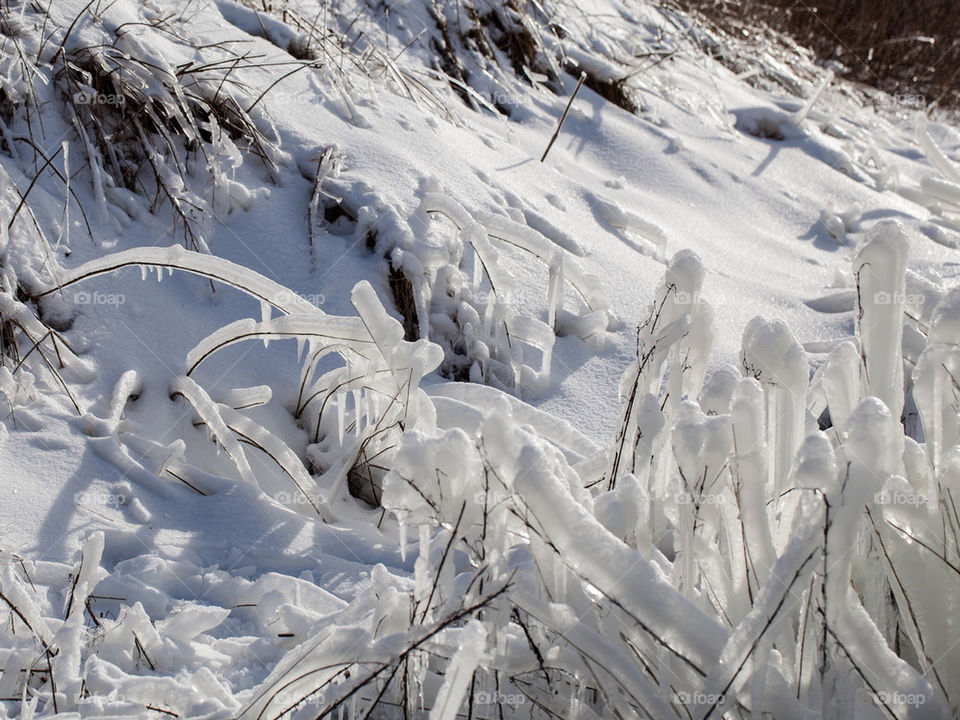 snow winter sweden plants by dinopapa