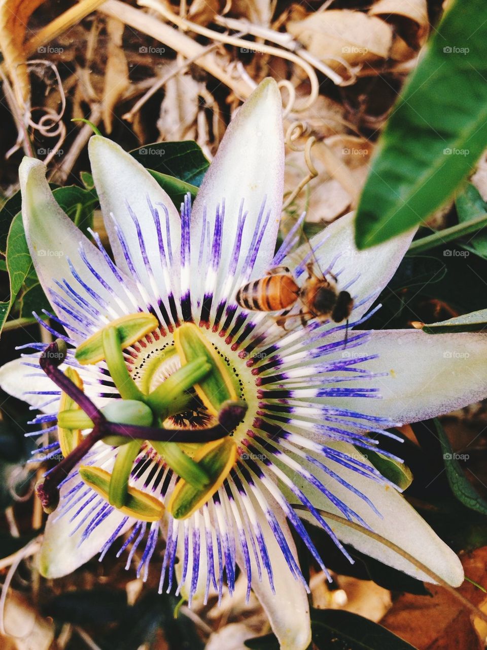 Bee in Tropical Flower