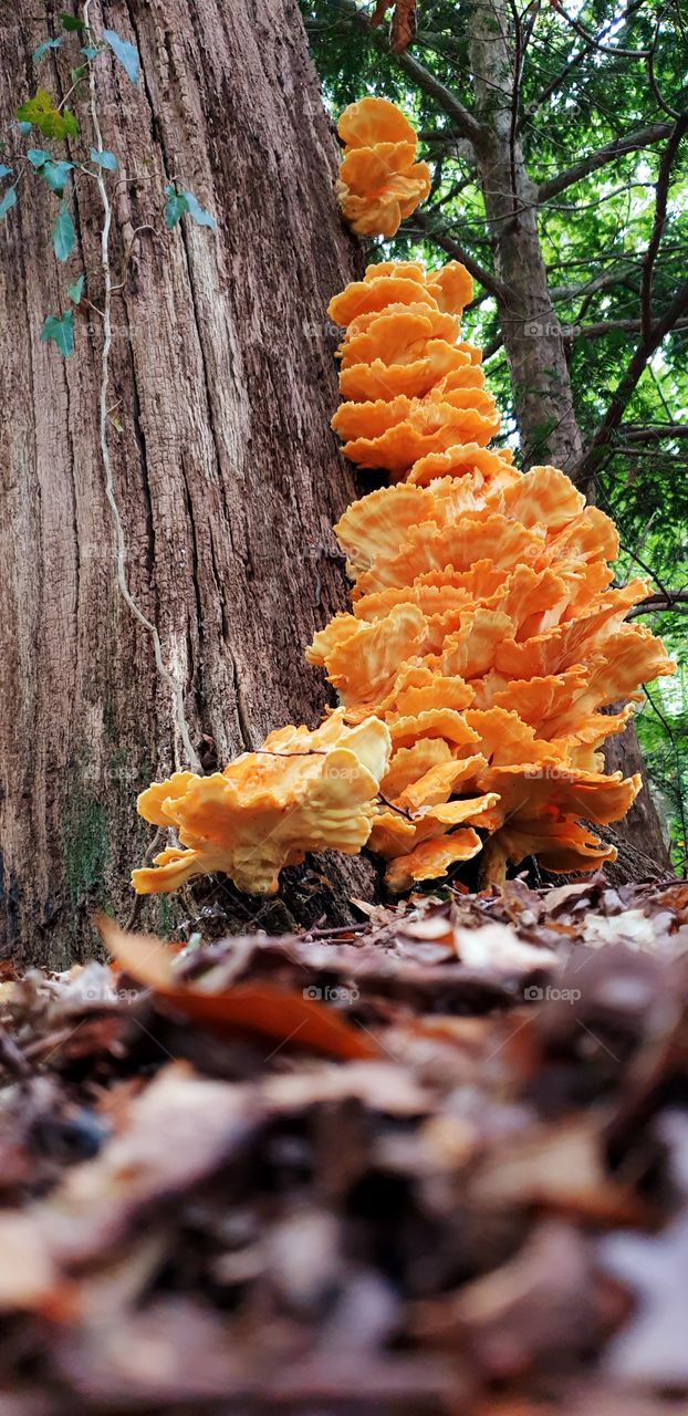 Orange mushrooms climbing the tree