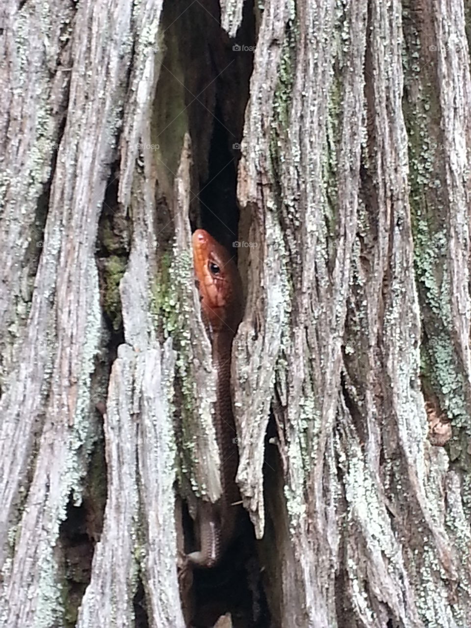 Skink hiding in a log