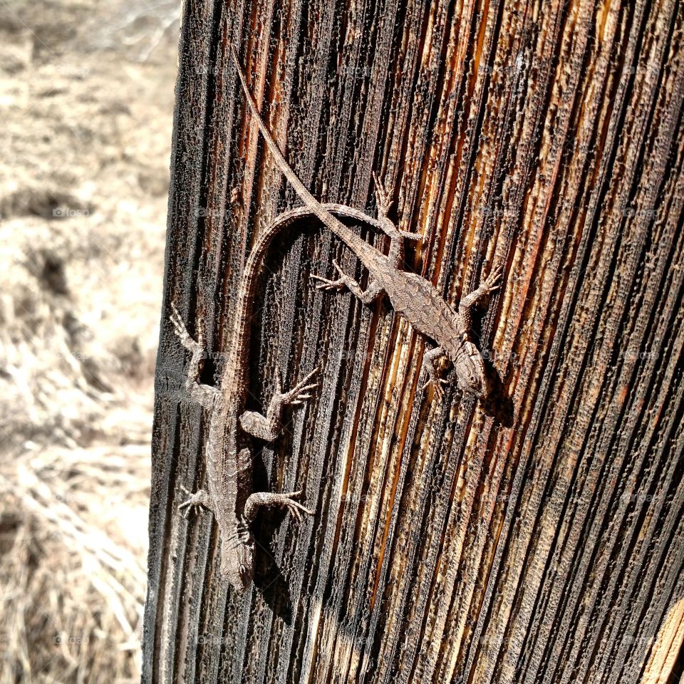 lizard buddies. AZ