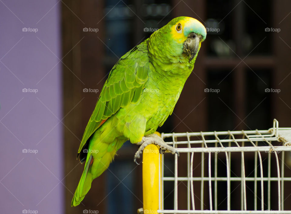 Parrot 