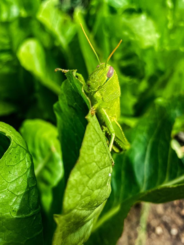 Locust