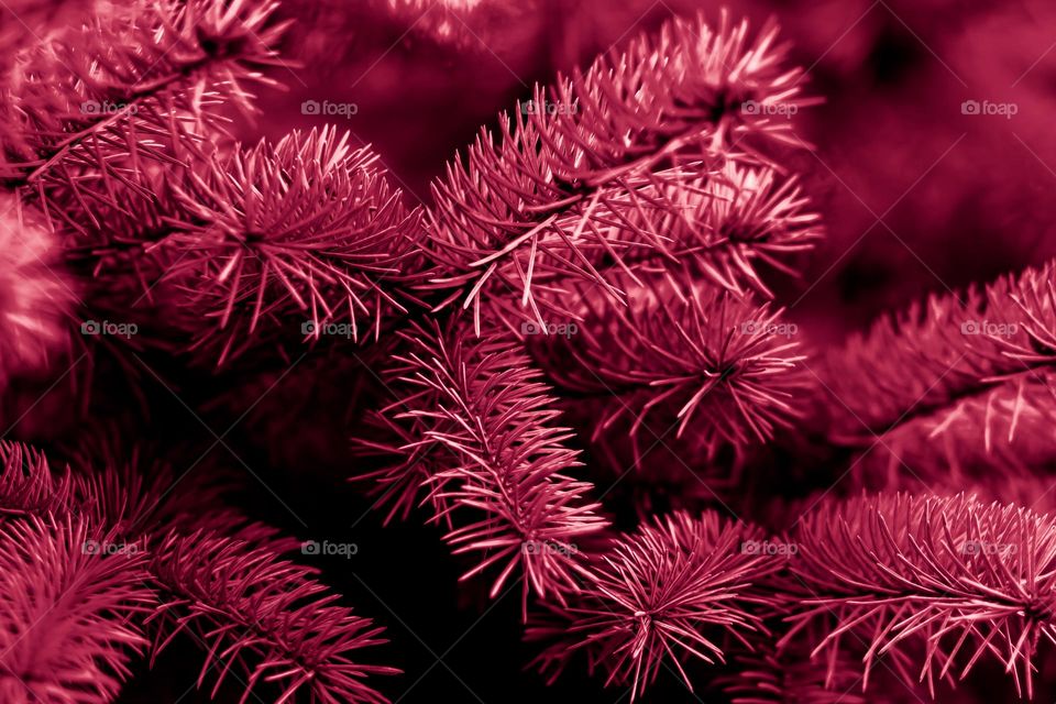 fir branch in viva magenta color