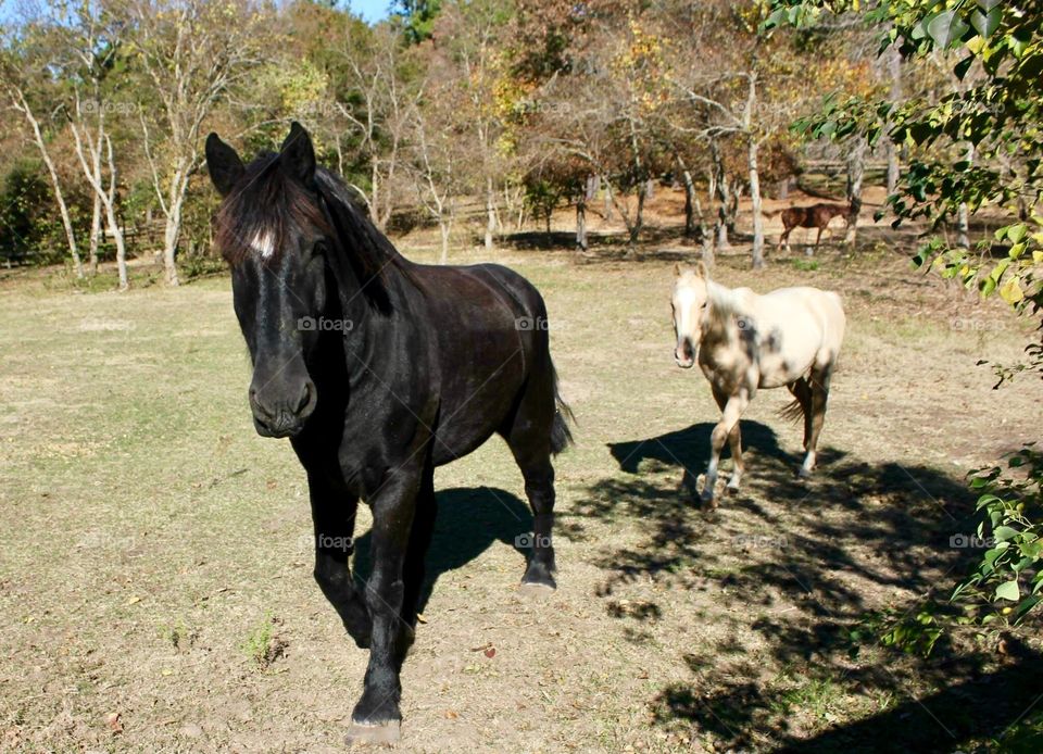 Nosy equines.