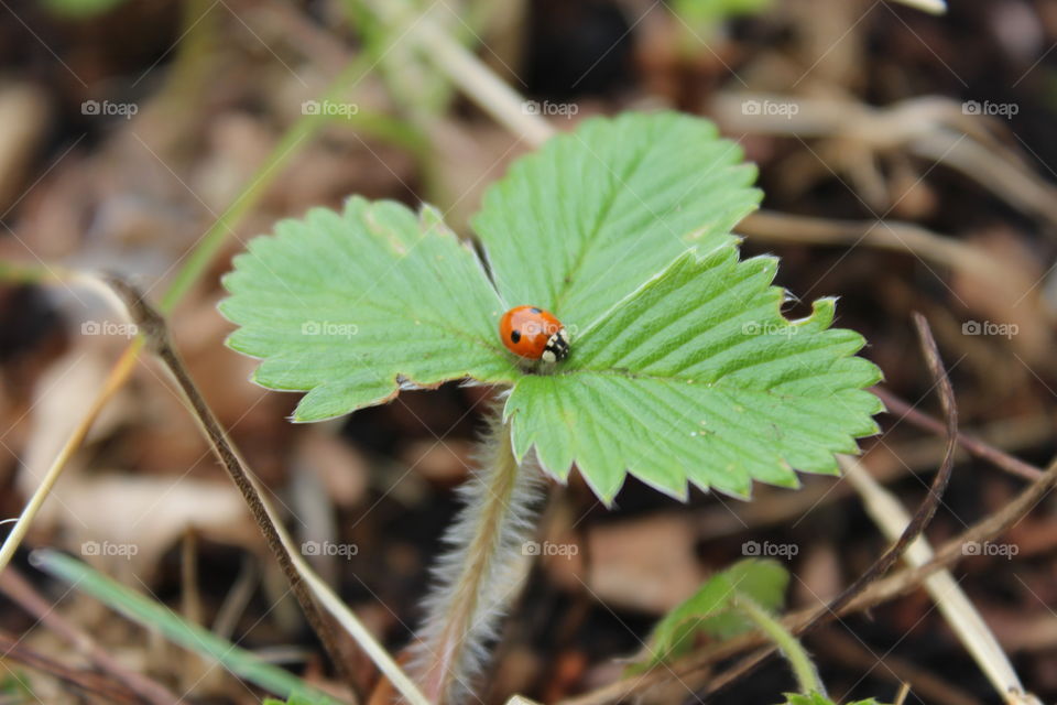 Ladybug