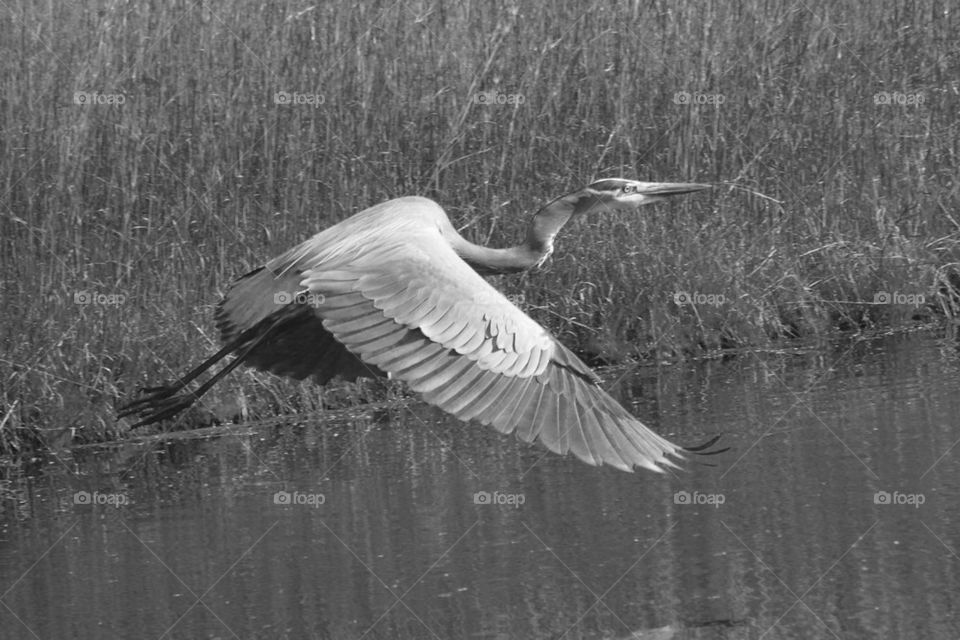 Great blue in black and white