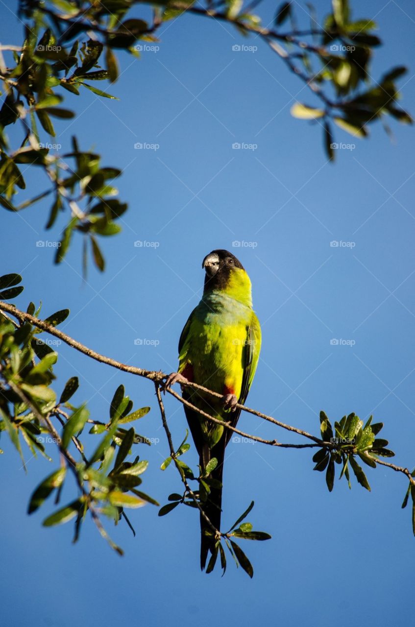 Green parrot in southern Florida