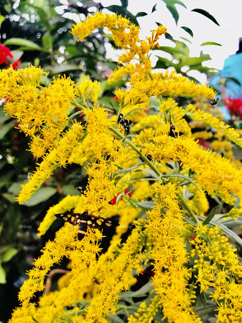 Mobile shot