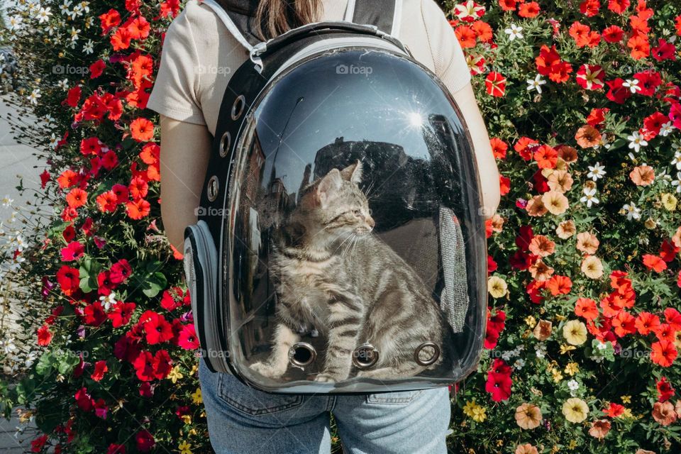 One small tiger kitten sitting in a transparent backpack on the back of a young Caucasian girl standing near a large vase with red petunias in the city on a sunny summer day, close-up view from the side.